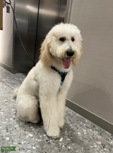 GOLDENDOODLE FOR STUD  Listing Image