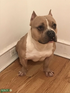Tan And White American Bully XL Breed Listing Image