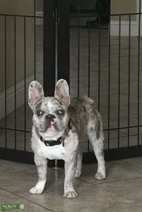 Fluffy Blue Merle Frenchie Listing Image