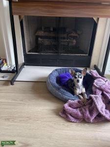 Blue Merle Spotted Chihuahua Listing Image