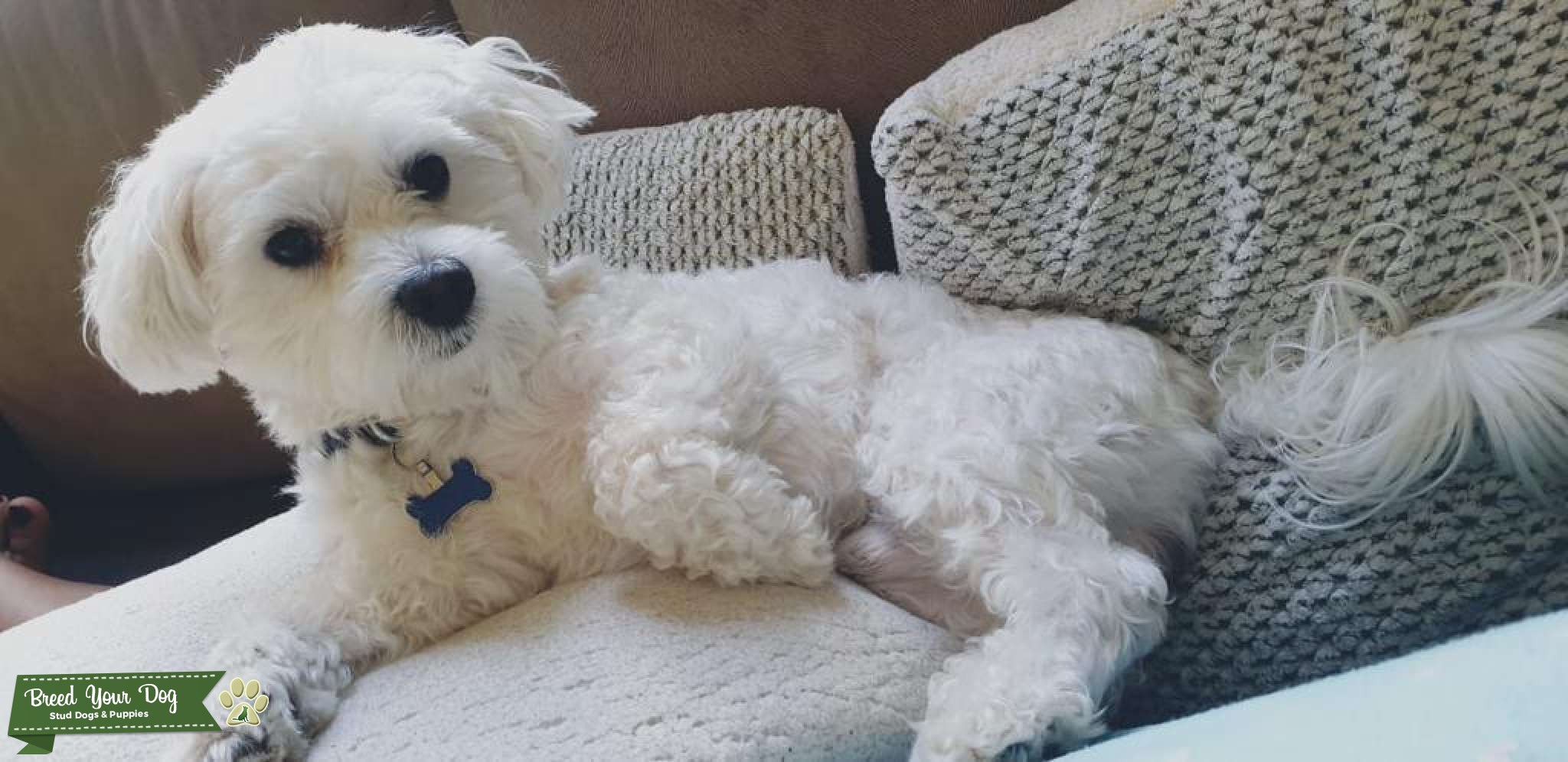 Maltese Terrier For Stud Stud Dog in Bury, Greater Manchester, Mexico