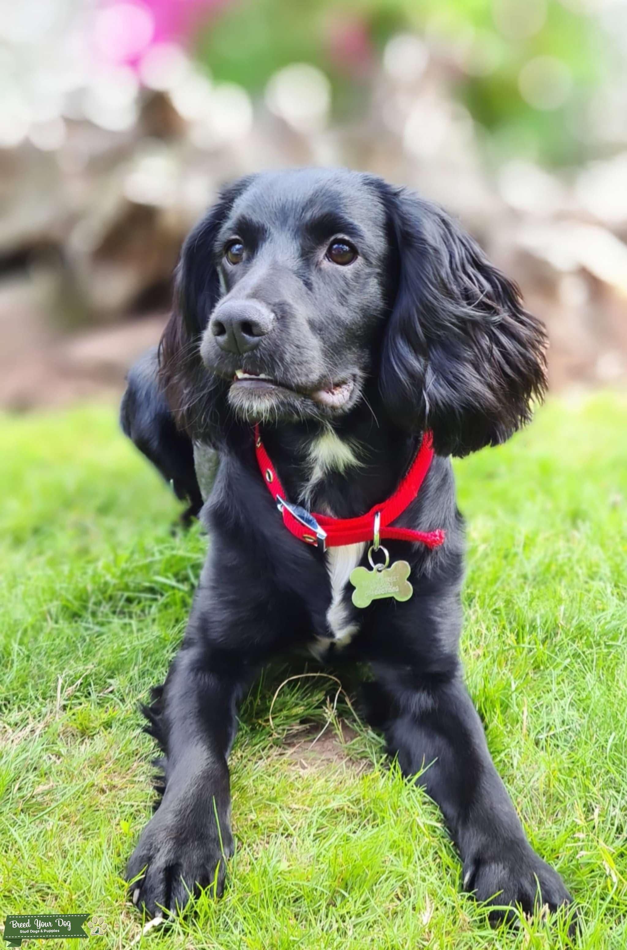 Sprocker Spaniel Stud Dog Gwent Breed Your Dog