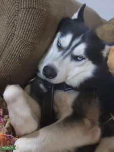 Elvis from Siberia Listing Image