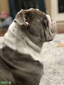 Grandson of Wonderboy from Posherbullsworldwide. Lilac Tri Listing Image