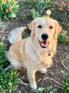 Golden Retriever Stud Listing Image