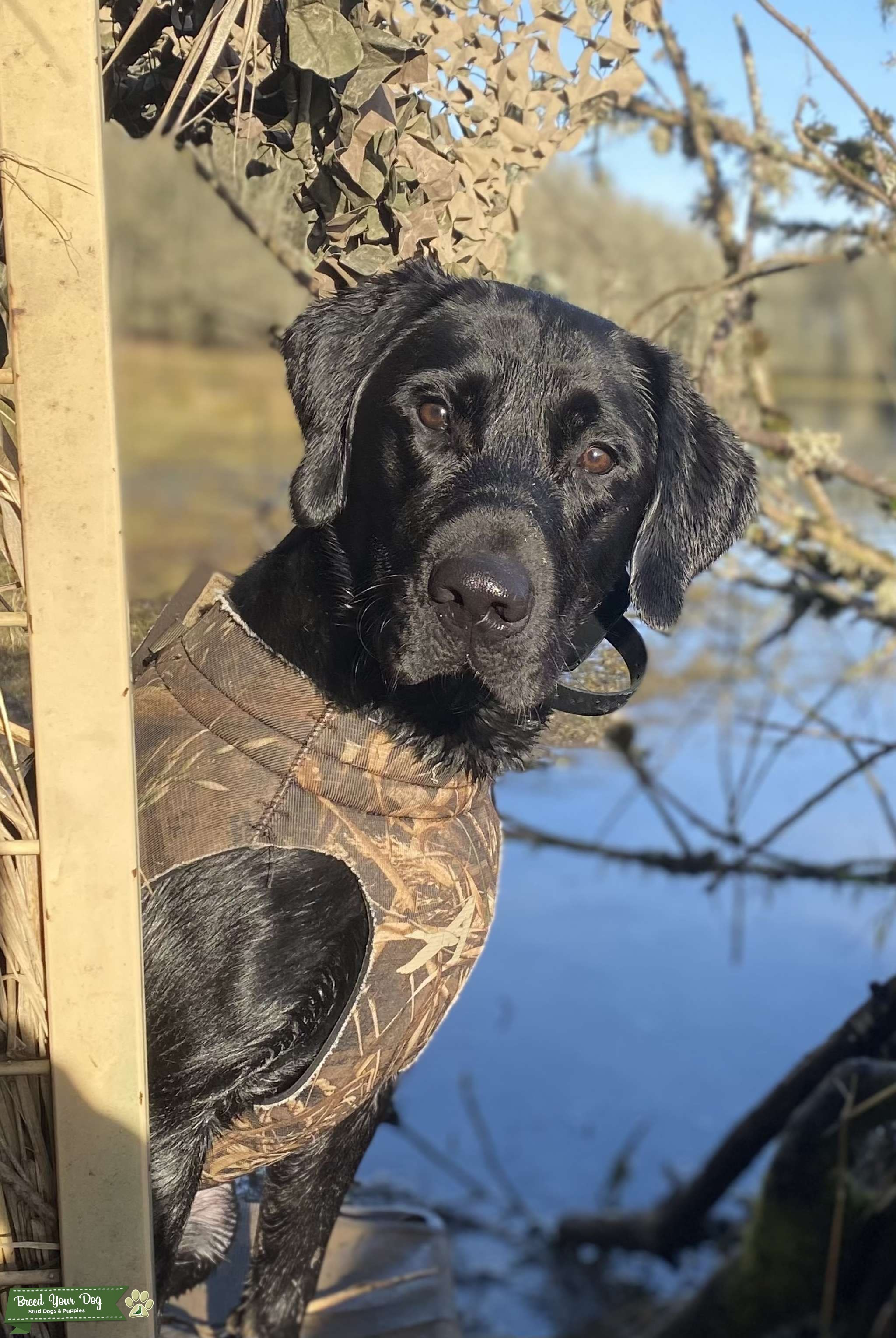 AKC Labrador Retriever Stud Stud Dog Oregon Breed Your Dog