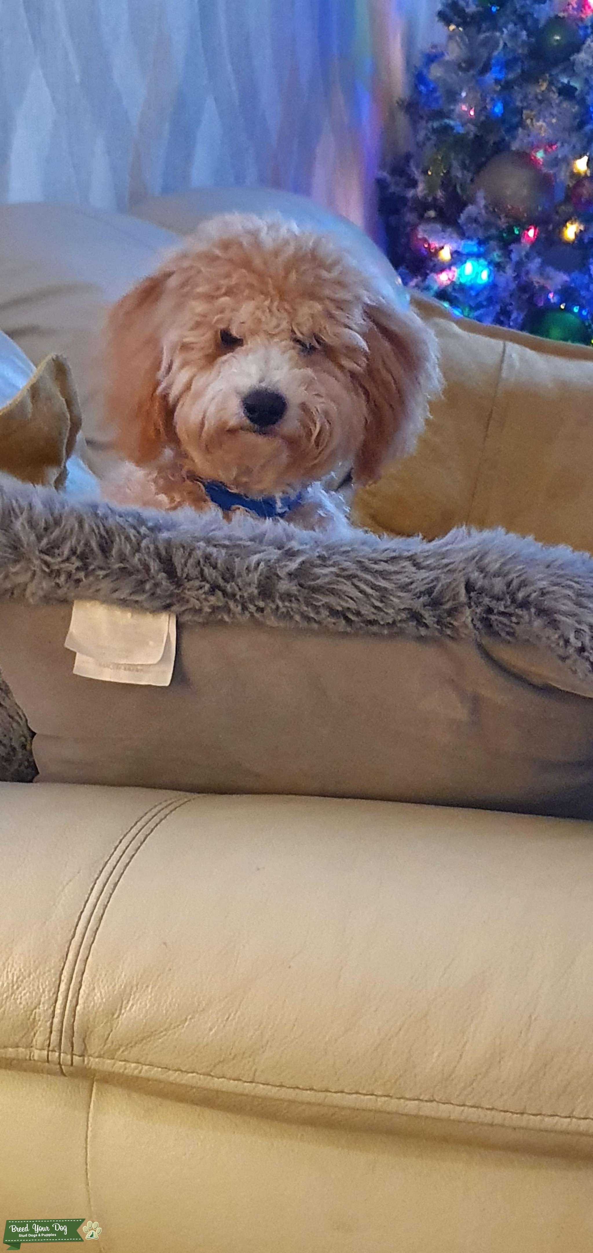 Poochon Stud Dog in Wrexham, the United States Breed Your Dog