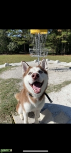 Siberian Husky Listing Image