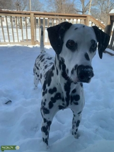 Pongo AKC Stud Listing Image