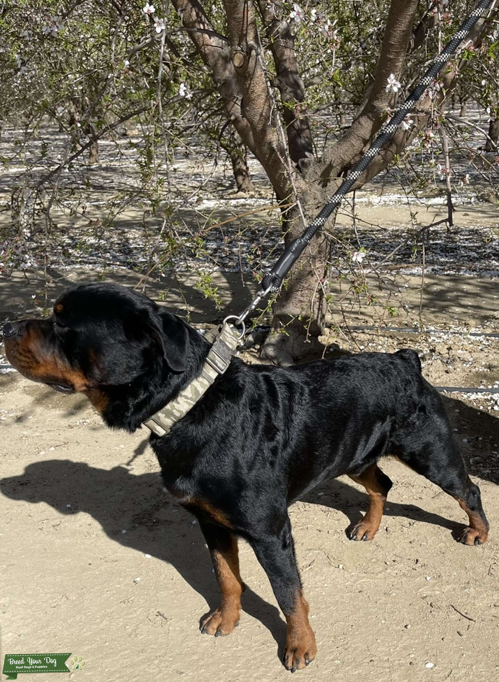 Stud Service Stud Dog in Riverside county, United States Breed Your Dog