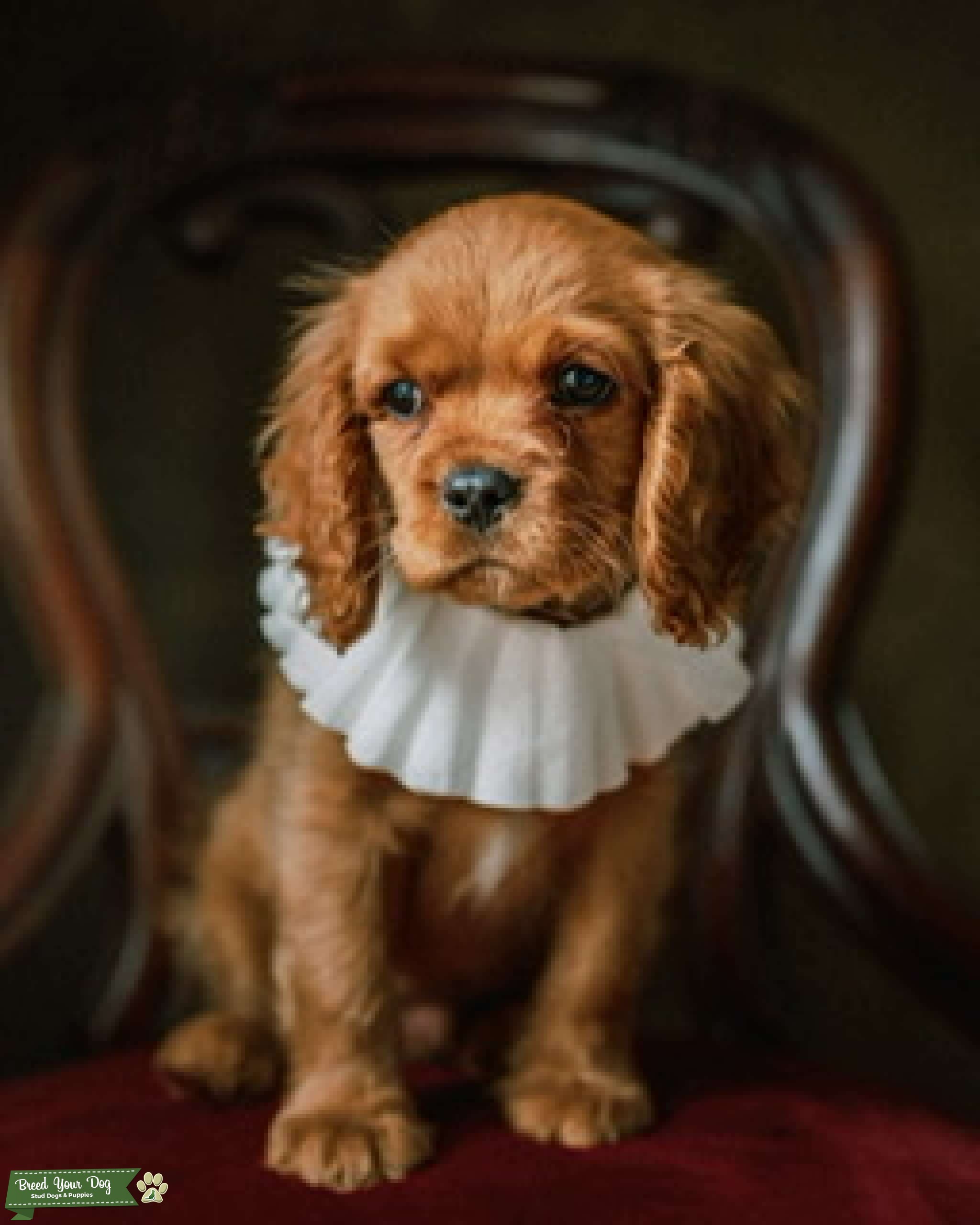 Louisiana King Charles Cavalier Stud Stud Dog in Gulf coast , the United States Breed Your Dog
