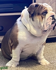 Akc English Bulldog  Listing Image