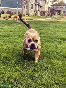 Looking for stud for Bella Listing Image