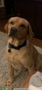 AKC Labrador Retriever (British) Male Listing Image