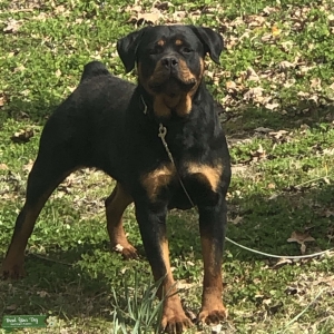Looking for stud  Listing Image