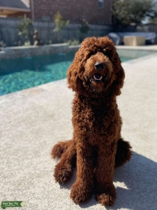 Apricot F1BB Golden Doodle Listing Image