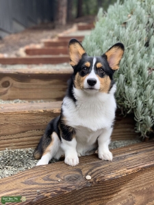Pembroke Welsh Corgi Tricolor Stud Listing Image