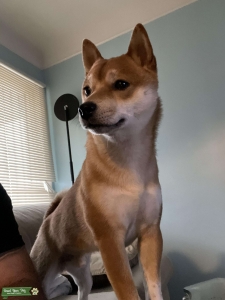 Shiba inu  Listing Image