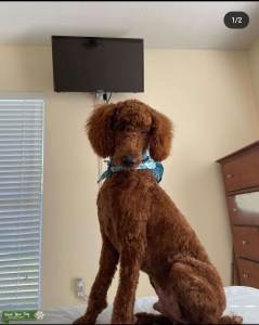 Red Poodle Stud Listing Image
