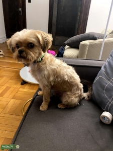 3 year old Shorkie with purebred parents (with proof) + DNA test. Amazing temperament, silky hair and cute underbite. Listing Image