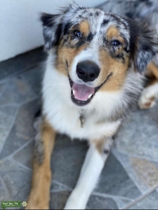 Australian Shepherd Blue Merle AKC Listing Image