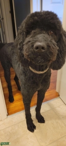 F1B Black Labradoodle Stud Listing Image