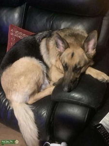German Shepard Listing Image