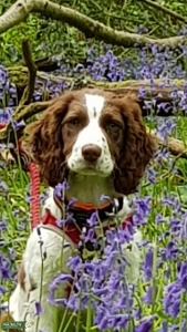 Liver & White English Springer  Listing Image