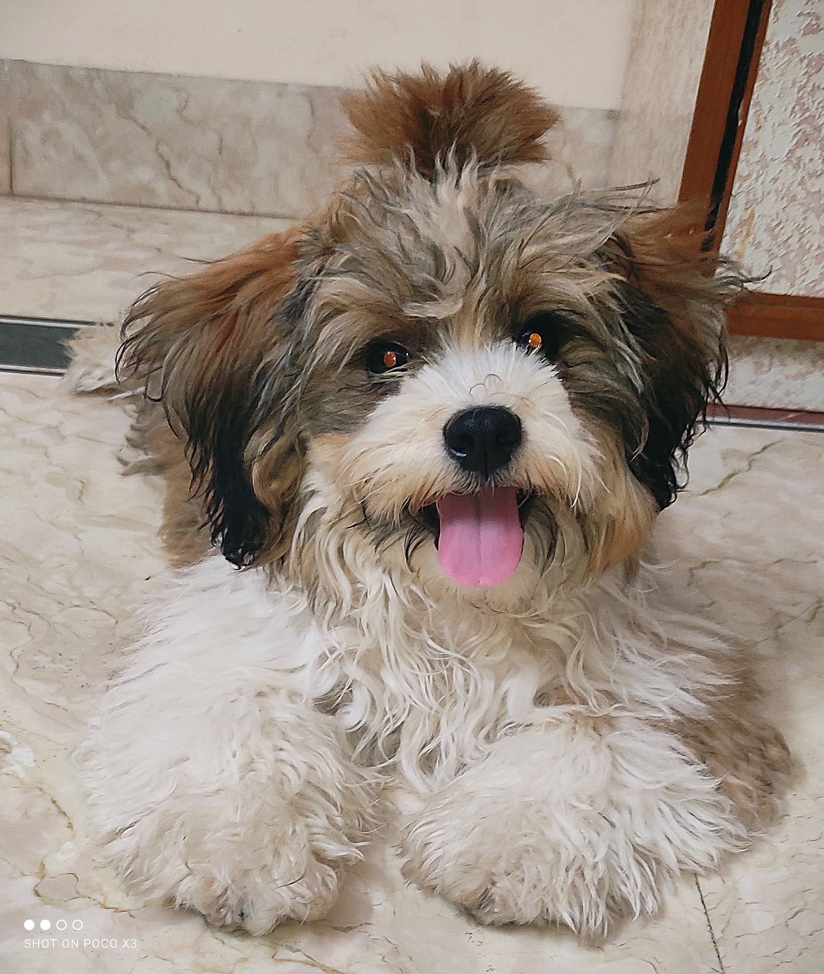 Stud available Stud Dog in Jaipur Rajasthan , the United States