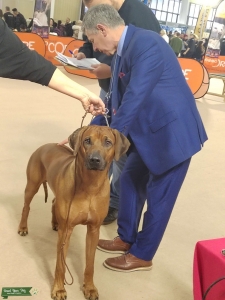 Rhodesian Ridgeback Champion Listing Image
