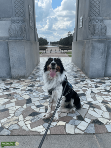 Tri Color Australian Shepherd Listing Image