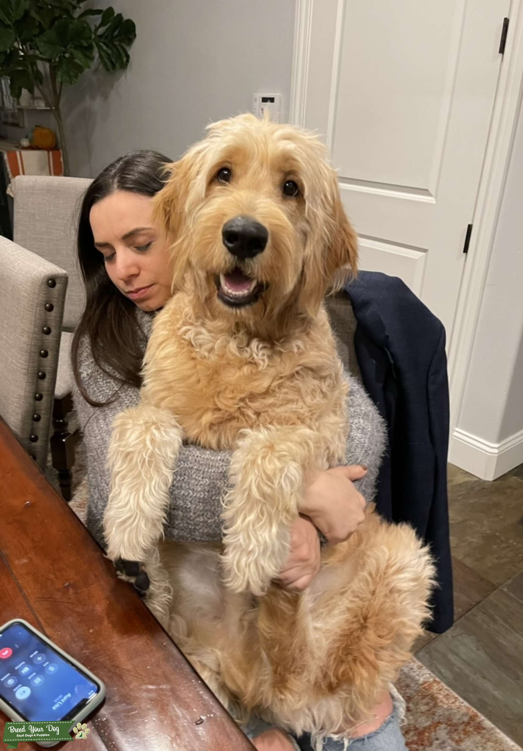 F1 Goldendoodle standard/large size Stud Dog in California , United