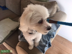 Maltese Stud Dog Listing Image