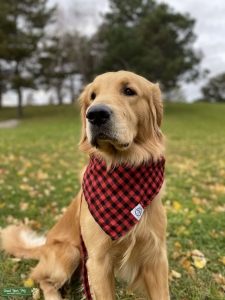 Handsome Golden Retriever Ready to Be a Dad  Listing Image