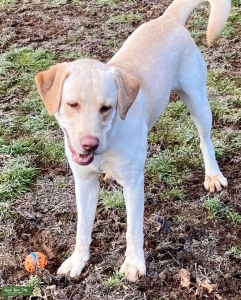 Yellow Male Stud (Sunny) Listing Image