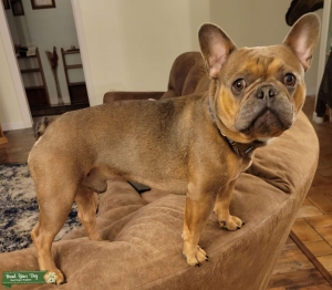 Blue Sable Frenchie with tan points  Listing Image