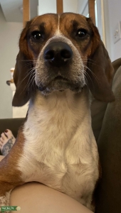 2 year old male beagle Listing Image
