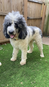 Standard Poodle Parti Merle Stud Listing Image