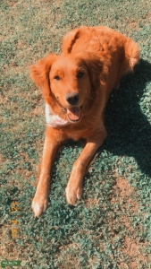 Red Golden Retriever  Listing Image