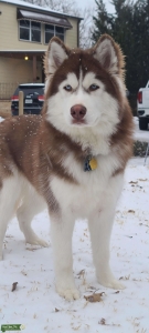 Mocha brown/white siberian husky. Health tested! Listing Image