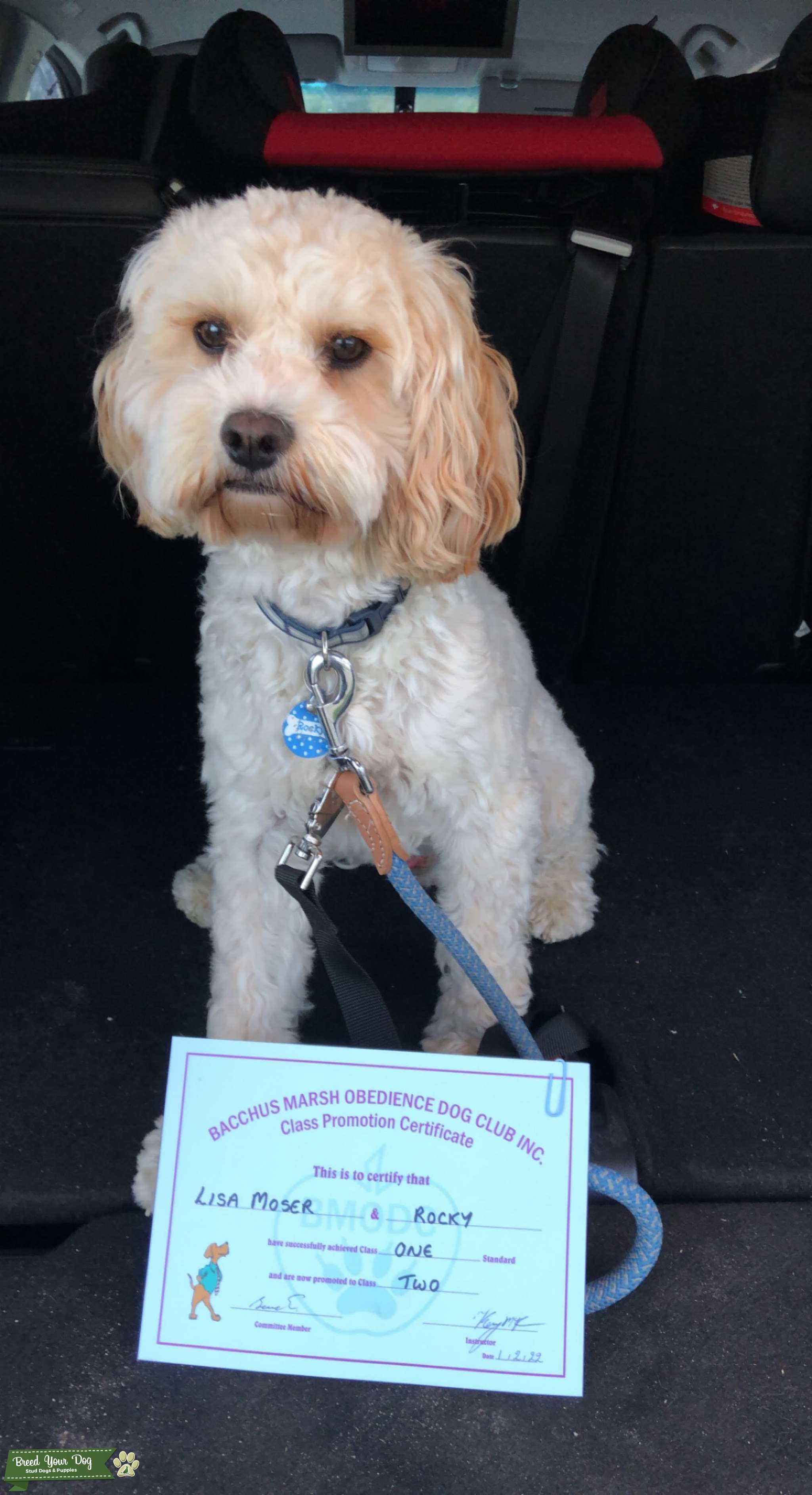 Cavoodle Stud Stud Dog Bacchus Marsh Breed Your Dog