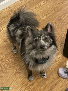 Merle Pomeranian Stud Health Tested Listing Image