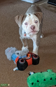Old English Bulldogge Listing Image