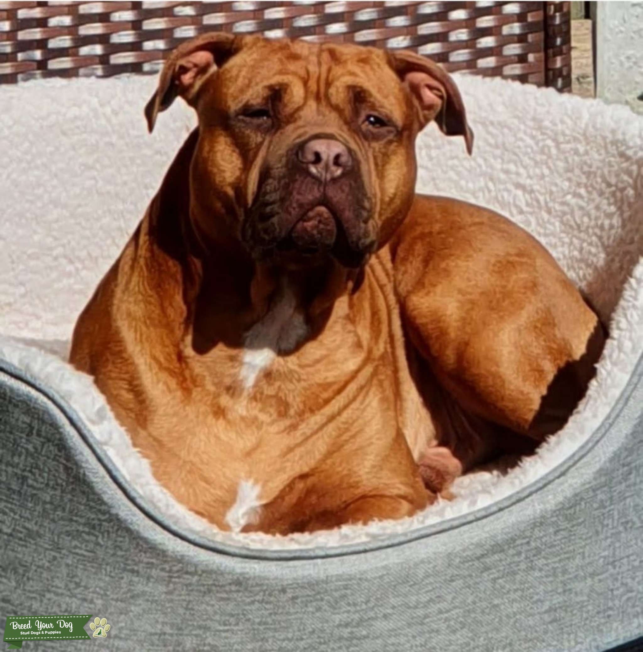 AMERICAN XL BULLY FOR STUD Stud Dog in Essex, the United States