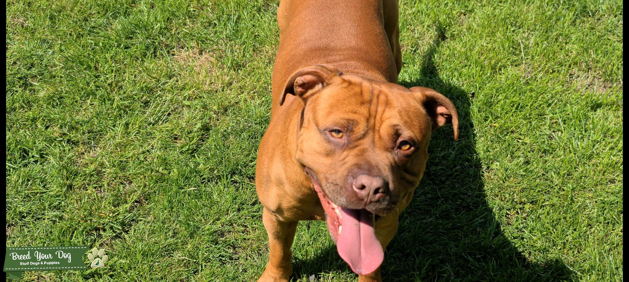 AMERICAN XL BULLY FOR STUD Stud Dog in Essex, the United States