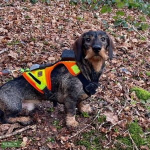 1yr old Teckel from German bloodline Listing Image