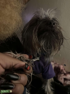 Sliver Grey and black Yorkie  Listing Image