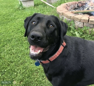 Black lab Listing Image