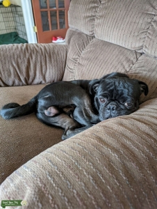 Black Pug Listing Image