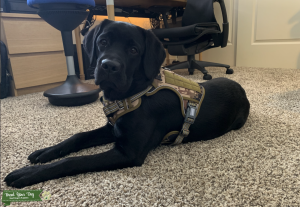 English Black Labrador Retriever Listing Image